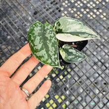 Load image into Gallery viewer, Scindapsus Mayari Variegated 2.5" pot, Fedex 2day*