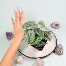 Load image into Gallery viewer, Scindapsus Silver Lady Shipped Nationwide