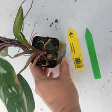 Load image into Gallery viewer, Philodendron Red Anderson, Exact Plant Ships Nationwide