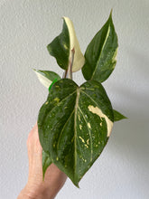 Load image into Gallery viewer, Philodendron Gloriosum Exact Plant Ships nationwide