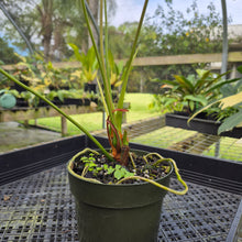 Load image into Gallery viewer, Anthurium Peppermint Splash, Shibori AFF, speckled , Ships Nationwide