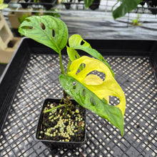 Load image into Gallery viewer, Monstera Adansonii Aurea Variegated exact plant, Fedex 2day*