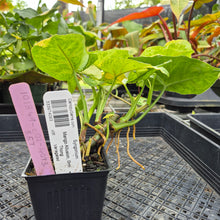 Load image into Gallery viewer, Syngonium Mango Allusion, Orm Thong, Exact Plant Variegated Ships Nationwide