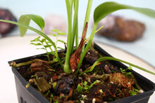 Load image into Gallery viewer, Anthurium Bakeri 4" pot, Fedex 2day*