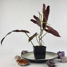 Load image into Gallery viewer, Philodendron Atabapoense 4" pot, Fedex 2day*