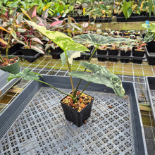 Load image into Gallery viewer, Alocasia Simpo Albo variegated exact plant, Fedex 2day*