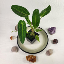 Load image into Gallery viewer, Anthurium Warocqueanum, Queen, Exact Plant