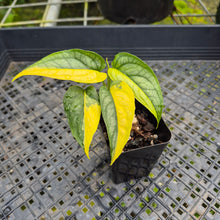Load image into Gallery viewer, Monstera Siltepecana, Exact Plant Variegated Ships Nationwide