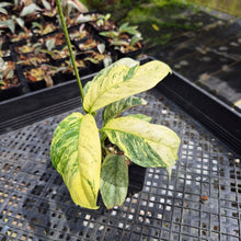 Load image into Gallery viewer, Rhaphidophora Puberula Variegated exact plant, Fedex 2day*