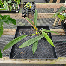 Load image into Gallery viewer, Philodendron Bicolor, Exact Plant Ships Nationwide