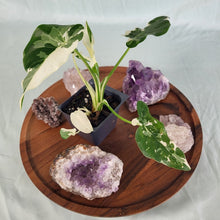 Load image into Gallery viewer, Alocasia Odora, Okinawa Silver Variegated 2.5" pot, Fedex 2day*