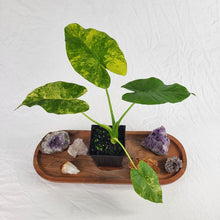 Load image into Gallery viewer, Alocasia Gageana Aurea, Exact Plant Variegated
