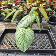 Load image into Gallery viewer, Philodendron Sodiroi True Form, Exact Plant Ships Nationwide