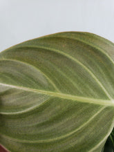 Load image into Gallery viewer, Philodendron Melanochrysum 4" pot, Fedex 2day*