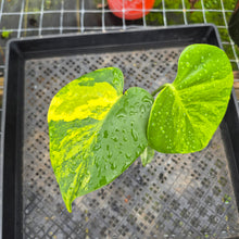 Load image into Gallery viewer, Monstera Marilyn Variegated, Exact Plant Ships Nationwide.