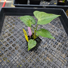 Load image into Gallery viewer, Anthurium Macrolobium 2.5" Pot, Fedex 2 day*