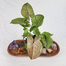 Load image into Gallery viewer, Syngonium Pink Spot, Exact Plant Variegated Ships Nationwide