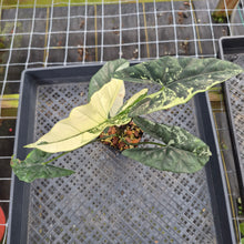 Load image into Gallery viewer, Alocasia Simpo Albo variegated exact plant, Fedex 2day*