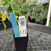 Load image into Gallery viewer, Monstera marilyn variegated, Exact Plant Ships Nationwide.