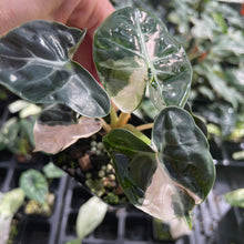 Load image into Gallery viewer, Alocasia Heart Balloon pink variegated 2.5" pot, Fedex 2day*