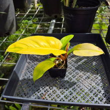 Load image into Gallery viewer, Philodendron Jungle Fever Yellow, Exact Plant Ships Nationwide