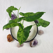 Load image into Gallery viewer, Syngonium Mojito, Exact Plant Variegated Ships Nationwide
