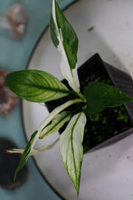 Load image into Gallery viewer, Variegated Spathiphyllum Jessica Exact Plant