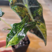 Load image into Gallery viewer, Alocasia sanderiana 'Nobilis' Aurea, Exact Plant Ships Nationwide
