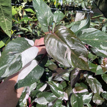Load image into Gallery viewer, Philodendron Red Anderson Variegated 2.5" pot, Fedex 2day*