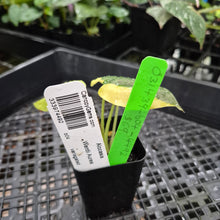 Load image into Gallery viewer, Alocasia wentii aurea, Exact Plant Ships Nationwide