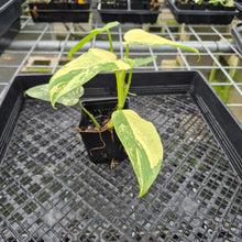 Load image into Gallery viewer, Philodendron Bipennifolium Variegated exact plant, Fedex 2day*