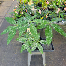 Load image into Gallery viewer, Pachira Aquatica Money Tree, Exact Plant Variegated Ships Nationwide