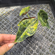 Load image into Gallery viewer, Alocasia Sedenii Aurea Variegated, Exact Plant Ships Nationwide