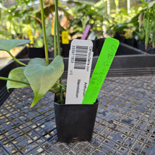 Load image into Gallery viewer, Anthurium Macrolobium, Exact Plant Ships Nationwide