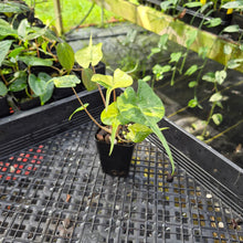 Load image into Gallery viewer, Alocasia Stingray, Exact Plant Ships Nationwide
