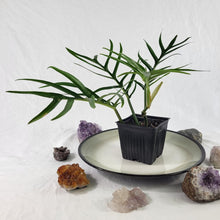 Load image into Gallery viewer, Philodendron Tortum, Exact Plant wide form Ships Nationwide