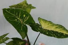 Load image into Gallery viewer, Variegated Syngonium Panda Exact Plant