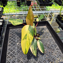 Load image into Gallery viewer, Philodendron Strawberry Shake Variegated exact plant, Fedex 2day*