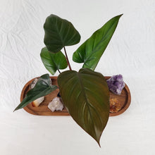 Load image into Gallery viewer, Philodendron Dark Lord 4" pot, Fedex 2day*