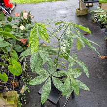 Load image into Gallery viewer, Pachira Aquatica Money Tree, Exact Plant Variegated Ships Nationwide