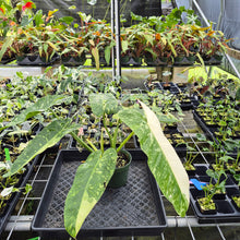 Load image into Gallery viewer, Philodendron Jose Buono Variegated exact plant, Fedex 2day*