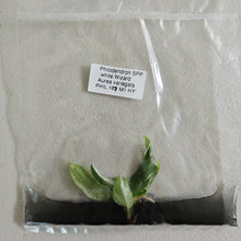 Load image into Gallery viewer, Philodendron White Wizard Aurea variegated tissue culture 2DayAir