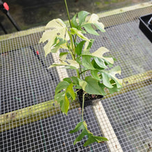 Load image into Gallery viewer, Rhaphidophora Tetrasperma Albo, Exact Plant Variegated Ships Nationwide