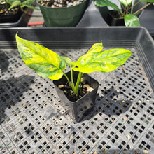Load image into Gallery viewer, Monstera Siltepecana Aurea Variegated 2.5" pot, Fedex 2day*