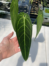 Load image into Gallery viewer, Anthurium Warocqueanum, Queen, Exact Plant Ships Nationwide