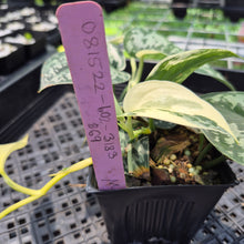 Load image into Gallery viewer, Scindapsus Mayari Variegated exact plant, Fedex 2day*