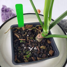 Load image into Gallery viewer, Philodendron Jose Buono, Exact Plant Variegated Ships Nationwide