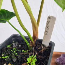 Load image into Gallery viewer, Philodendron Verrucosum Pseudoverrucosum Croat 4" pot, Fedex 2 day*
