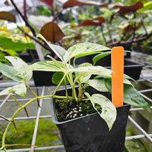 Load image into Gallery viewer, Epipremnum Pinnatum Marble, Exact Plant Variegated Multi plant