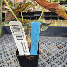 Load image into Gallery viewer, Alocasia Sedenii Aurea Variegated exact plant, Fedex 2day*